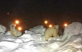 ალასკის აეროპორტში პოლარული დათვები შეიჭრნენ - ვიდეო