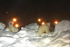ალასკის აეროპორტში პოლარული დათვები შეიჭრნენ - ვიდეო