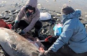 აშშ-ის ნაპირებთან ორი გაყინული ზვიგენი იპოვეს აშშ-ის ნაპირებთან ორი გაყინული ზვიგენი იპოვეს