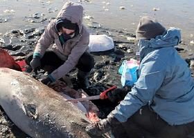 აშშ-ის ნაპირებთან ორი გაყინული ზვიგენი იპოვეს