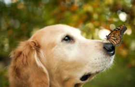 როგორი იქნება 2018 - რას გვიმზადებს ყვითელი ძაღლის წელი? როგორი იქნება 2018 - რას გვიმზადებს ყვითელი ძაღლის წელი?