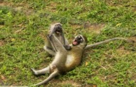 პარიზის ზოოპარკიდან 50 მაიმუნი გაიქცა პარიზის ზოოპარკიდან 50 მაიმუნი გაიქცა