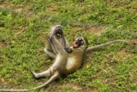 პარიზის ზოოპარკიდან 50 მაიმუნი გაიქცა