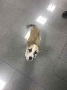 კალაძემ ძაღლი იშვილა