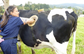 რატომ უკეთებენ შვეიცარიელი ფერმერები თავიანთ ძროხებს ფერდში ხვრელს რატომ უკეთებენ შვეიცარიელი ფერმერები თავიანთ ძროხებს ფერდში ხვრელს