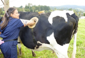 რატომ უკეთებენ შვეიცარიელი ფერმერები თავიანთ ძროხებს ფერდში ხვრელს