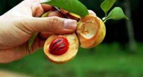 ჯავზის მცენარე, რომლის გამოც სისხლიანი ომი გაჩაღდა - რეცეპტები არომატული სანელებლით