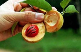 ჯავზის მცენარე, რომლის გამოც სისხლიანი ომი გაჩაღდა - რეცეპტები არომატული სანელებლით ჯავზის მცენარე, რომლის გამოც სისხლიანი ომი გაჩაღდა - რეცეპტები არომატული სანელებლით