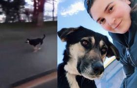 თბილისში მორბენალ ჰაჩიკოს ახლა ნოა ჰქვია - თეკლა კალანდაძემ მას პატრონი შეურჩია