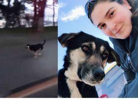 თბილისში მორბენალ ჰაჩიკოს ახლა ნოა ჰქვია - თეკლა კალანდაძემ მას პატრონი შეურჩია