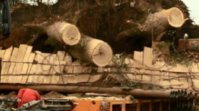 ძლიერმა ქარმა ბიძინა ივანიშვილისთვის გამზადებული ასწლოვანი ხეები გადატეხა