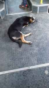 ძაღლი პატრონს 54 ნომერ ავტობუსში ყოველდღე ეძებს - დიღმელი ჰაჩიკოს საოცარი ისტორია _ ვიდეო