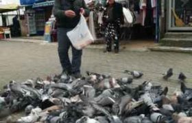 ჯუმბერ ქემხაძე ყოველდღე 450 მტრედს აპურებს