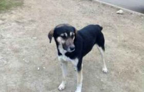 ძაღლი პატრონს 54 ნომერ ავტობუსში ყოველდღე ეძებს - დიღმელი ჰაჩიკოს საოცარი ისტორია _ ვიდეო