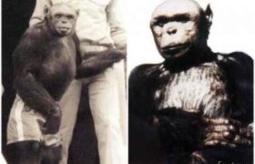 ადამიანისა და მაიმუნის ჰიბრიდმა მეცნიერები პანიკაში ჩააგდო - სამეცნიერო ექსპერიმენტი