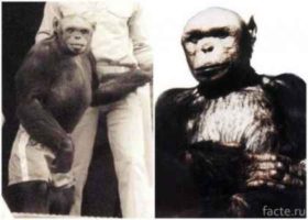 ადამიანისა და მაიმუნის ჰიბრიდმა მეცნიერები პანიკაში ჩააგდო - სამეცნიერო ექსპერიმენტი