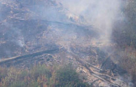 ამ წუთებში ბორჯომის ტყეში ხანძარია