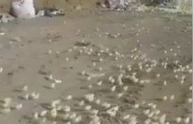 მარნეულში ნაგავსაყრელზე გადაყრილი კვერცხებიდან წიწილები გამოიჩეკნენ - ვიდეო