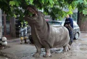 ლელა თოლორდავა: ,,ყოველი წვიმის დროს განწირული ცხოველების ხმები ჩამესმის" - 13 ივნისის ავბედითი ღამის მოგონება