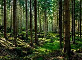 გაპარტახებული სურამი - უნიკალური კურორტი ისეთი ცარიელია, როგორც არასდროს