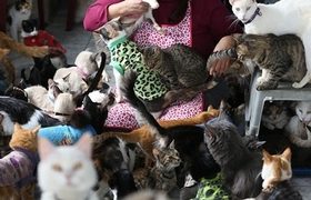 ,,დედამთილს ჩემს თავს კატები ურჩევნია"