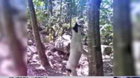 ვალერი გელაშვილმა საკუთარი ძაღლები ჩამოახრჩო - ვიდეო