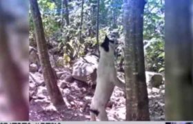 ვალერი გელაშვილმა საკუთარი ძაღლები ჩამოახრჩო - ვიდეო