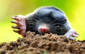 მარტოხელა თხუნელების იდუმალი მიწისქვეშა სამყარო