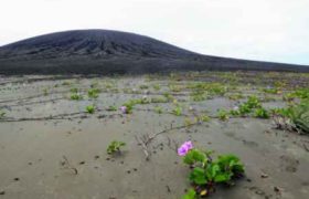 კუნძულზე, რომელიც არსაიდან გაჩნდა, სიცოცხლეც უცებ დაიბადა
