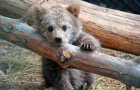 ,,ბელი შეშინებული იყო, ადამიანებს უფრთხოდა და იმალებოდა" - ობოლი გარინჩას ამბავი ,,ბელი შეშინებული იყო, ადამიანებს უფრთხოდა და იმალებოდა" - ობოლი გარინჩას ამბავი