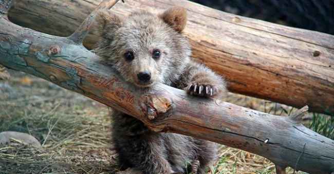 ,,ბელი შეშინებული იყო, ადამიანებს უფრთხოდა და იმალებოდა" - ობოლი გარინჩას ამბავი