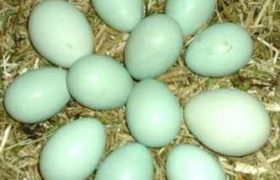 ,,ჩემმა ქათამმა დღეს ცისფერი კვერცხი დადო" - უნიკალური თვისებების მქონე პროდუქტი ,,ჩემმა ქათამმა დღეს ცისფერი კვერცხი დადო" - უნიკალური თვისებების მქონე პროდუქტი