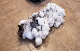 ამერიკაში სიცივისგან გაყინული კატა გააცოცხლეს ამერიკაში სიცივისგან გაყინული კატა გააცოცხლეს