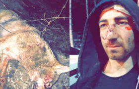 წალკაში მამაკაცი მგელს შიშველი ხელებით გაუმკლავდა და ქალები გადაარჩინა