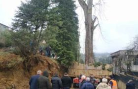 ივანიშვილის პარკისთვის მოთხრილი გიგანტური ხე გზაში გაიჭედა