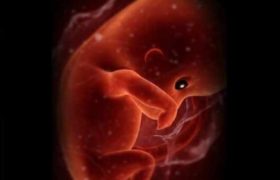 ქობულეთის კლინიკაში კანალიზაციაში გაჭედილი ემბრიონი იპოვეს