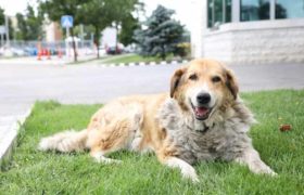 ,,ყველას მოგვენატრება" - აშშ-ს საელჩო კობას დაემშვიდობა