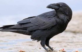 თბილისში ყვავებმა 4 ადამიანი დაკორტნეს