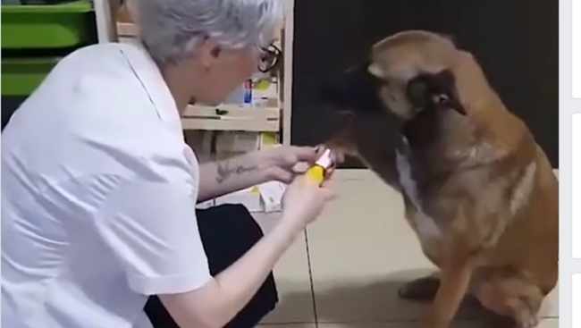 ძაღლმა აფთიაქში დახმარება ითხოვა - ვიდეო