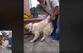 ,,აწი ტრ@ი, მოგი@..." - როგორ ექცევიან თამაზ ელიზბარაშვილის თავშესაფარში ძაღლებს - ვიდეო