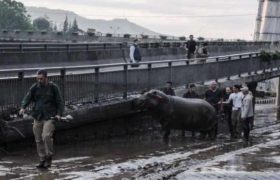 ,,დააკავეს თბილისის წყალდიდობის გმირი, რომელმაც ბეგი გადაარჩინა" - მკვლევარი 20-21 ივნისის აქციის საქმეზე დააკავეს