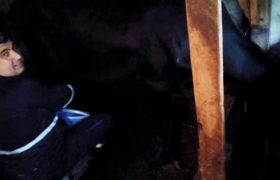 ,,ოცნება ბიძინას წველის, ოპოზიცია - სააკაშვილს, მე - ჩემს ძროხას" - დავით მამალაძე