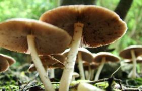 სოკოთი ერთი ადამიანი გარდაიცვალა, სამი კრიტიკულ მდგომარეობაშია