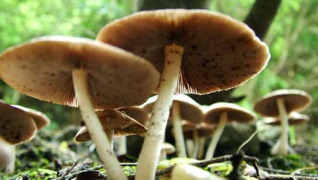 სოკოთი ერთი ადამიანი გარდაიცვალა, სამი კრიტიკულ მდგომარეობაშია