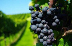 ,,მეღვინეების შრომაში უნდა, რომ ჩააფსას ნიკა გვარამიას?!'' ,,მეღვინეების შრომაში უნდა, რომ ჩააფსას ნიკა გვარამიას?!''