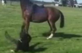 ცხენმა ბავშვს ფეხი ჩაარტყა, 7 წლის ბიჭს ელენთა ამოკვეთეს