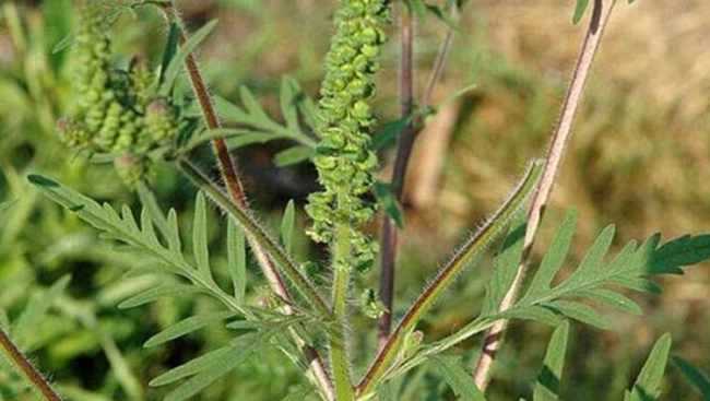 ამბროზია უმწვავეს ალერგიას იწვევს - ექიმის რჩევები ამბროზია უმწვავეს ალერგიას იწვევს - ექიმის რჩევები