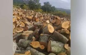 ,,მგონი, ამაზონზე არ განაგდურებულა იმდენი, რაც აქ" - შალვა ნათელაშვილი გაჩეხილი ტყის ვიდეოს აქვეყნებს ,,მგონი, ამაზონზე არ განაგდურებულა იმდენი, რაც აქ" - შალვა ნათელაშვილი გაჩეხილი ტყის ვიდეოს აქვეყნებს