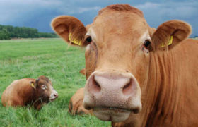 ძროხები მოიპარეს