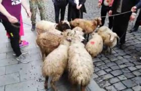 ცხვრებს დაარქვეს გია ვოლსკი, ნინო წილოსანი, ზარდიაშვილი... - ცხვრის ფარა პარლამენტთან